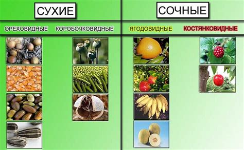 Классификация плодов высших растений