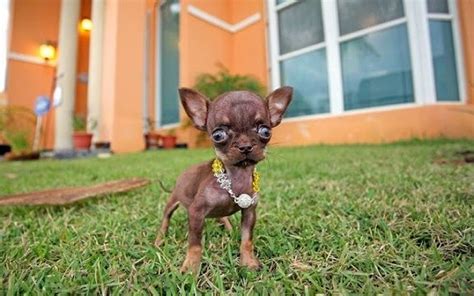 Pin on Chihuahua