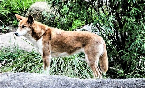 Dingo | Características, alimentación, reproducción, hábitat ...