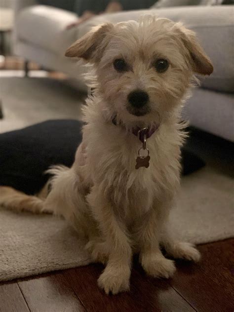 Chihuahua Poodle Mix Brown
