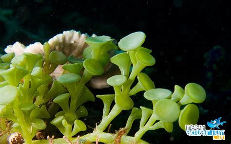 Caulerpa racemosa — Reef Aquarium.it