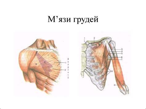Будова мязів голови, шиї та тулуба - презентация онлайн