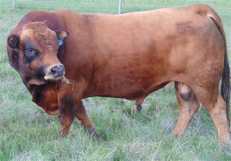 Cattle