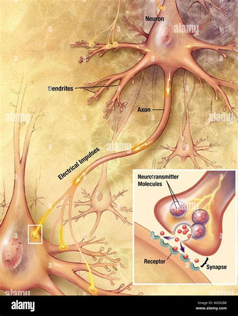 Chemische synapse -Fotos und -Bildmaterial in hoher Auflösung – Alamy
