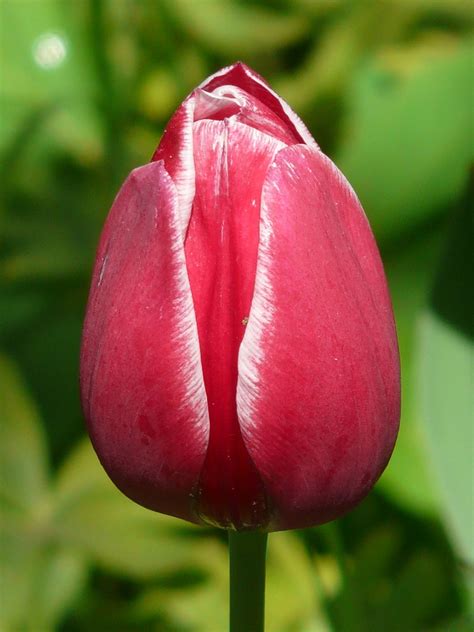 Tulips Red White - Free photo on Pixabay