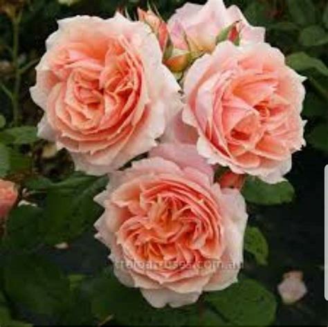 paul bocuse rose พุ่มสูง ดอกใหญ่... - บ้านสวนกุหลาบ by นุช | Facebook