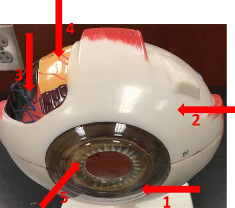 eye model 1 Diagram | Quizlet