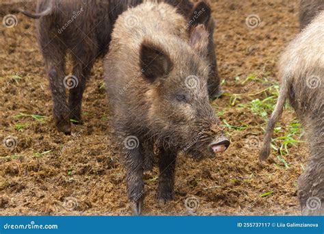 Boars in the mud stock image. Image of wildlife, forest - 255737117