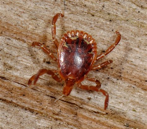 maryland biodiversity project lone star tick amblyomma americanum