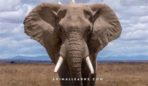 African Elephants: The Gentle Giants Of The Wild | by Animal Learns ...