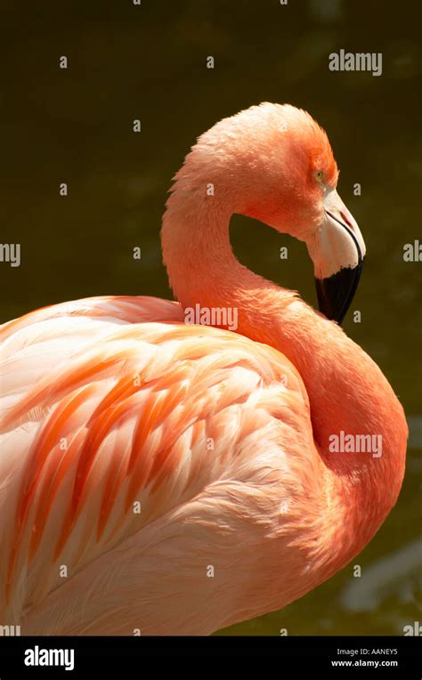 A pink flamingo Stock Photo - Alamy
