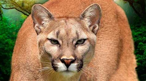 A volta da onça-parda, um felino resiliente - reaparecimento no Rio de ...