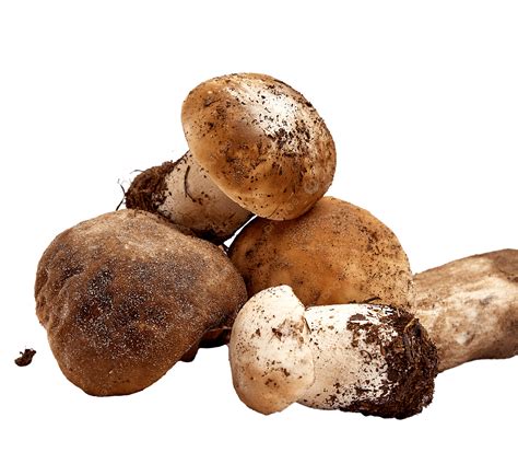 White Mushroom Root PNG, Vector, PSD, and Clipart With Transparent