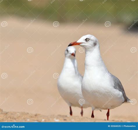 Seagull pair on beach stock image. Image of bill, bird - 35504535