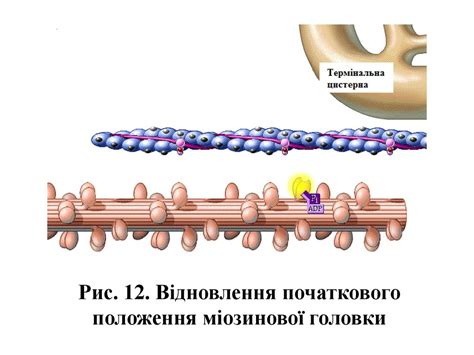 Механізм скорочення м’язового волокна. (Лекція 6) - презентация онлайн