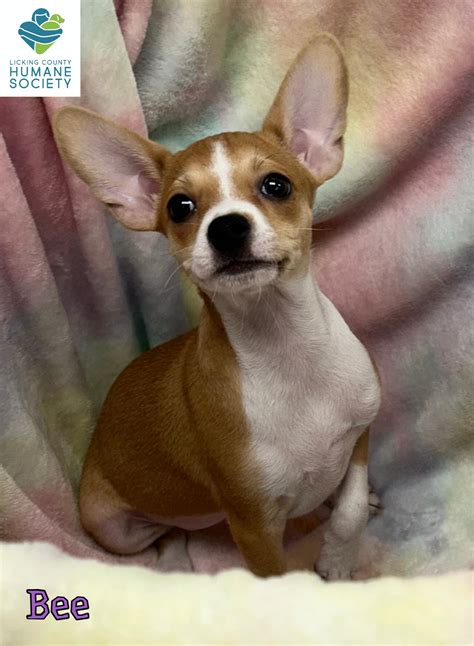 Licking County Humane... - Licking County Humane Society