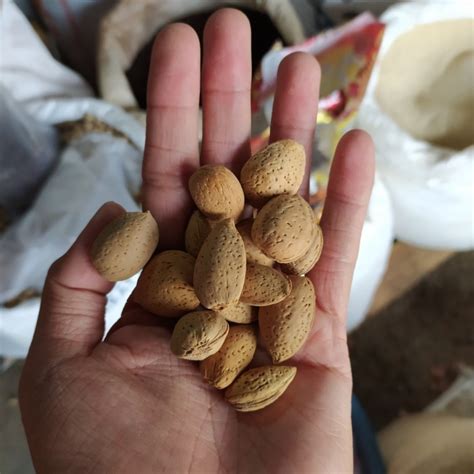 jual buah biji ketapang almond aceh gr shopee indonesia