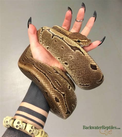 do ball pythons have fangs 2
