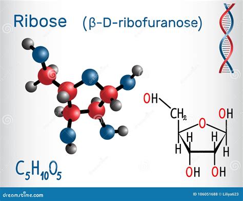 ² рибозы Î - молекула D-ribofuranose, это пентоза Иллюстрация вектора ...