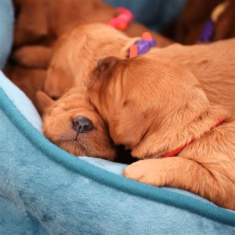 Puppy Love
