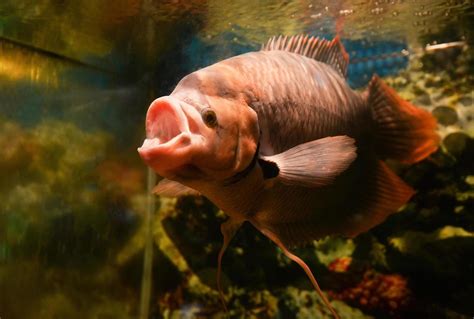 Blobfish Stock Photos, Images and Backgrounds for Free Download