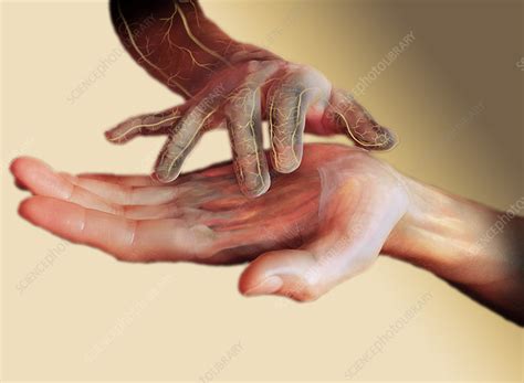 Human Hand - Stock Image - P440/0011 - Science Photo Library