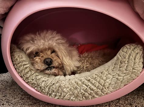 Pet Tributes Archive - Caring Pathways