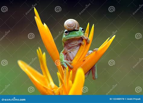Dumpy tree frog stock photo. Image of tree, animals - 122488978