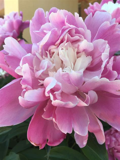 Pin by Darilyn Krupp on Gardening & House plants | Peonies garden ...