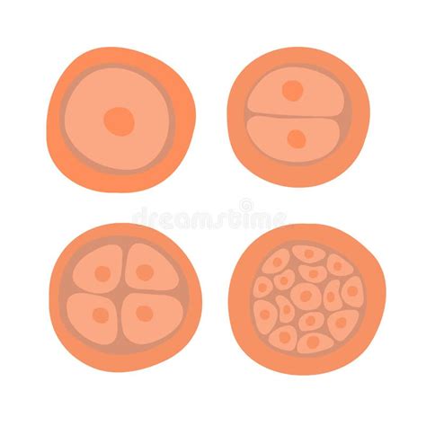 Cell Division Cartoon Stock Illustrations – 230 Cell Division Cartoon Stock Illustrations ...