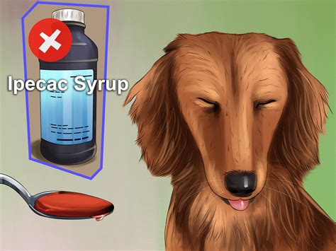 why is dog vomiting step by step 6