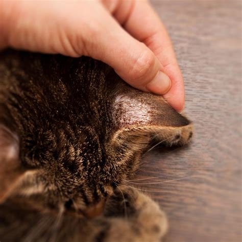 Проблемы с кожей кошки, которые нельзя игнорировать - ЯЗнаю