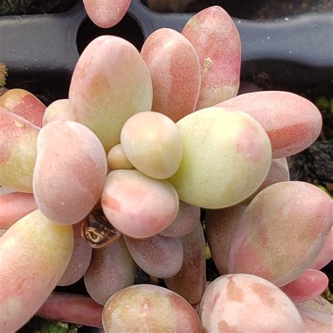 Pachysedum Ganzhou