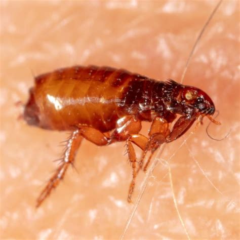 flea control key west pest control