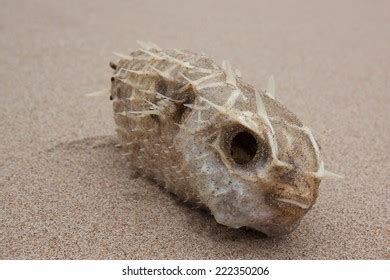 Dead Porcupine Fish Known Puffer Fish Stock Photo 222350206 | Shutterstock