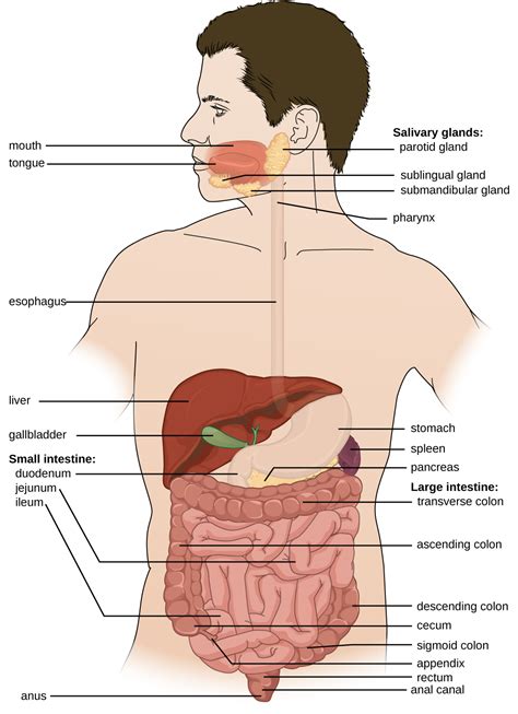 [DIAGRAM] Pig Digestive System Diagram - MYDIAGRAM.ONLINE