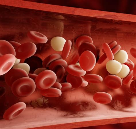 Human blood | Olympiad tester
