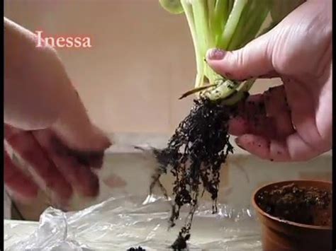 Как пересадить взрослую фиалку. How to transplant violets (flowers ...