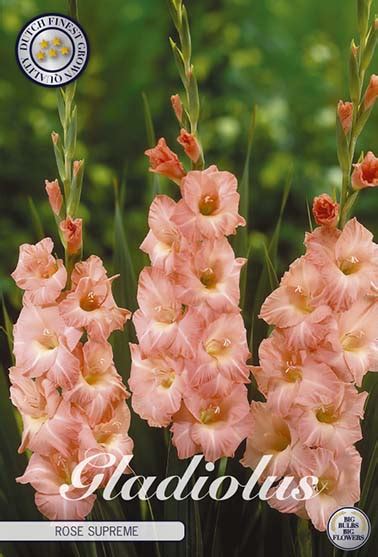 Gladiolus - Rose Supreme | Flowers by Flourish