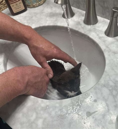 Cop Sees A Paw Sticking Out Of Car Bumper And Ends Up Saving A Life