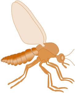 Picture of Biting-Midge-Noseeums