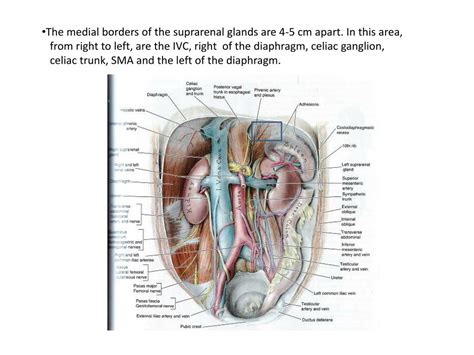 PPT - Anatomy of Suprarenal Glands PowerPoint Presentation, free ...