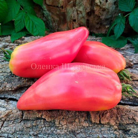 Томат Тюльпан Рожевий (Tulip Pink). – МегаТомат