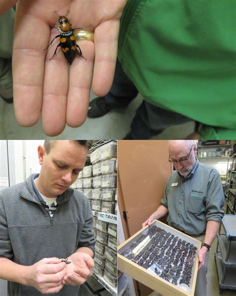 American Burying Beetle - DESCO Environmental Consultants, LP