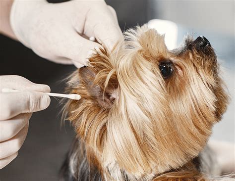 Otitis Externa in Animals - Neighborhood Veterinary Clinic