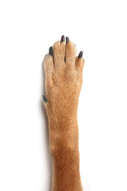paw stock  pictures royalty  images istock