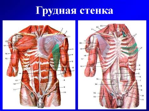 Грудная клетка - презентация онлайн