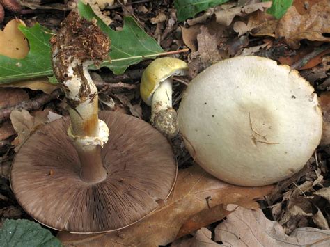 Agaricus essettei - pečárka hlíznatá - myko.cz