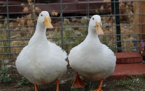 american pekin duck