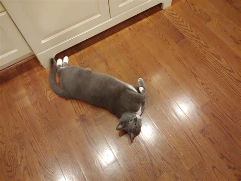 My sleeping angle : r/aww